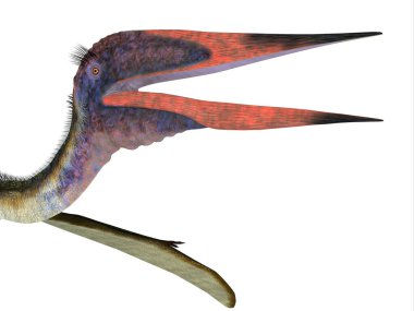 Zhejiangopterus, Kretase döneminde Çin 'de yaşamış etobur bir Pterosaur sürüngeniydi..