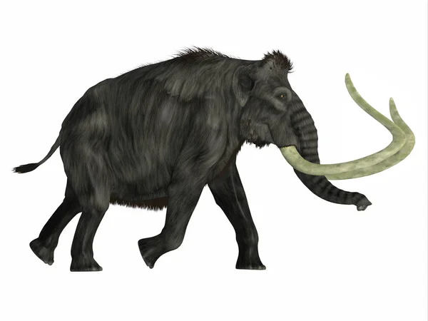 Woolly Mammoth Herbivorous Elephant Lived Asia Siberia North America Pliocene — Stock Photo, Image