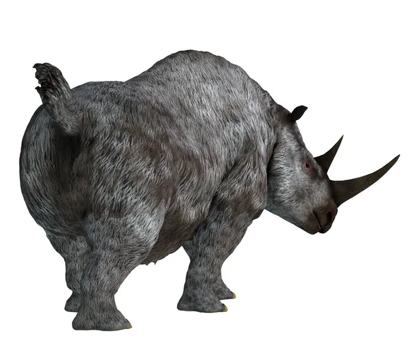 Woolly Rhino Było Roślinożernym Nosorożcem Który Żył Azji Europie Okresie — Zdjęcie stockowe