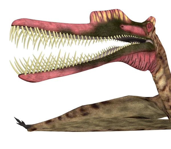 Zhenyuanopterus Var Köttätande Pterosaurie Reptil Som Levde Kina Kritaperioden — Stockfoto