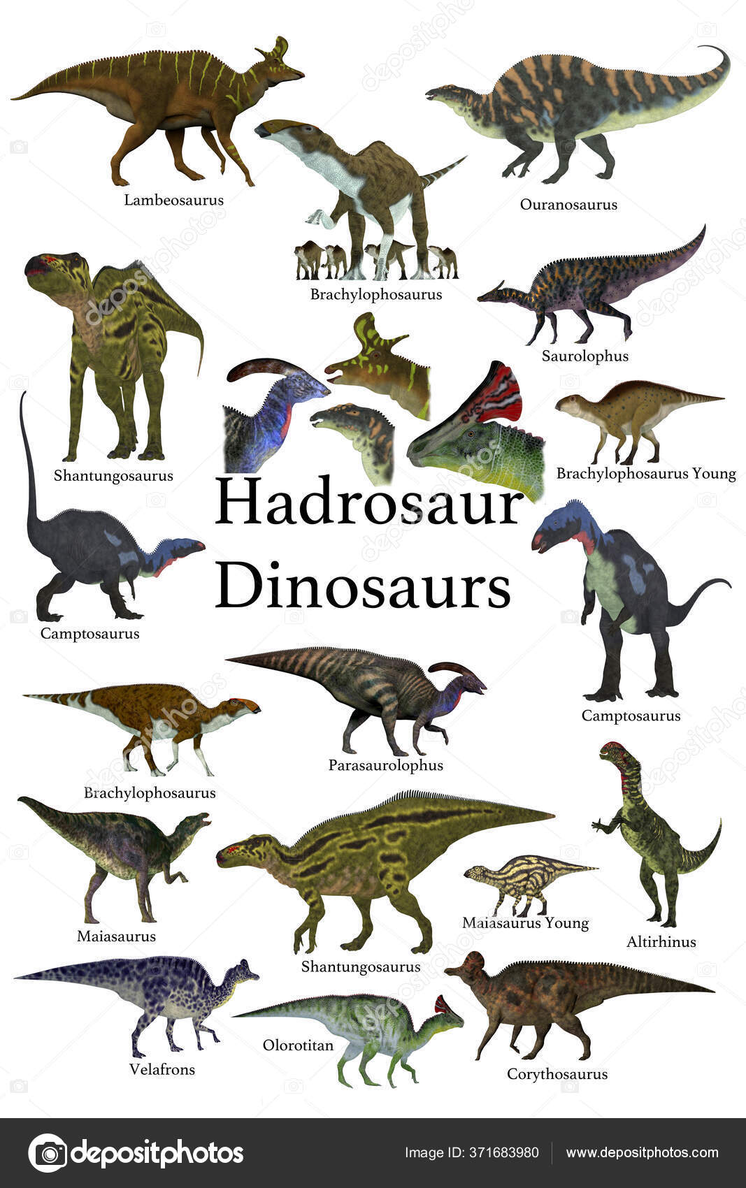 Herbivore Dinosaurs Names