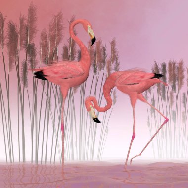 Bir erkek ve dişi flamingo filtre ile beslenir ve genellikle büyük kuş sürüleri halinde yaşarlar..