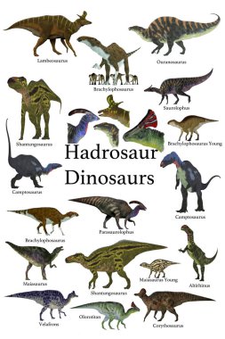 Bu, kafatası arması olan ördek gagalı ornitoron Hadrosaur dinozorlarının bir koleksiyonu..