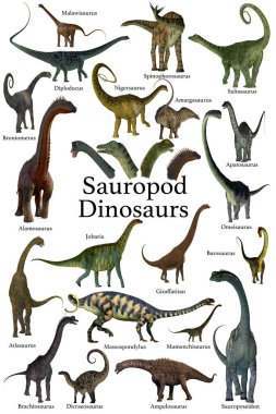 This is a collection of herbivorous sauropod dinosaurs who have long necks and tails with small heads. clipart