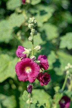 Koyu pembe renkli Mallow çiçekleri 2 'yi kapatın.