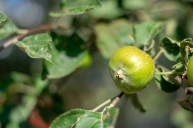 Parlak yeşil elmalar yakın plan 2