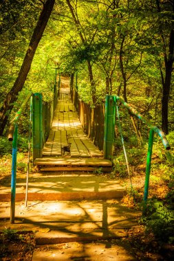 Doğu Avrupa'da bir gölgeli forst bölgesinde eski bir hırpalanmış Köprüsü