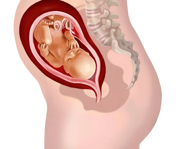 Embryo Mutterleib Anordnung Des Fötus Der Schwangerschaftswoche Isolierte Abbildung Auf — Stockfoto