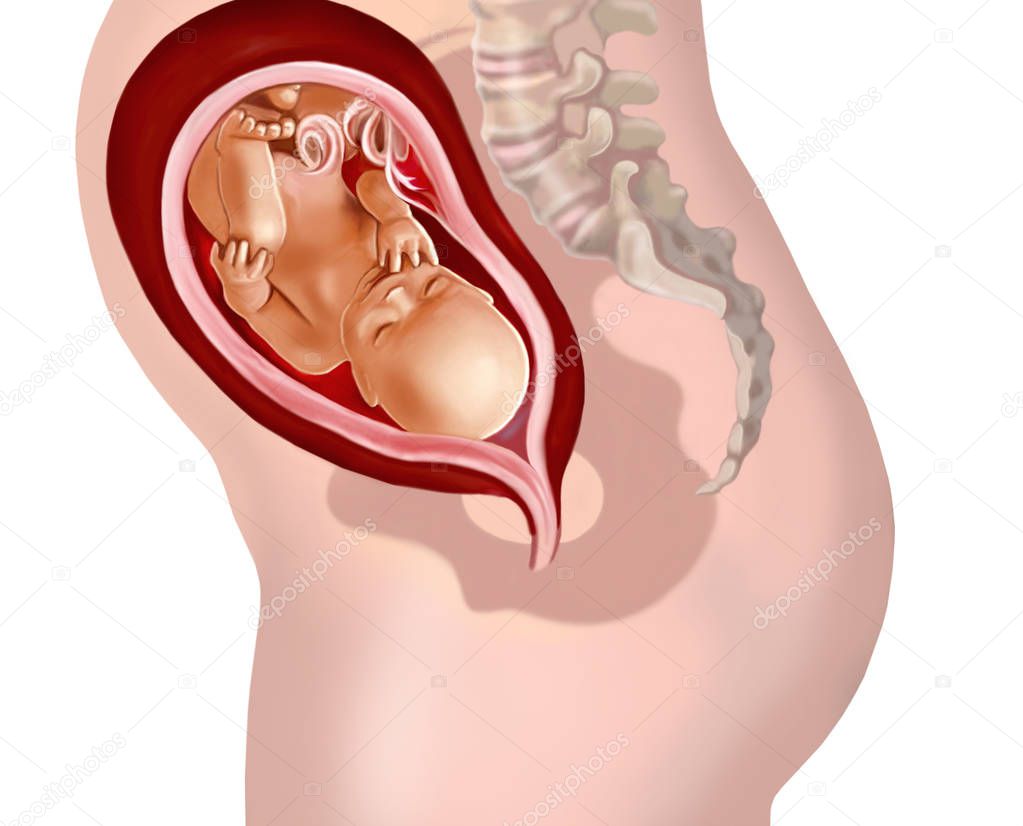 Embryo in womb, layout of fetus at 29 weeks of gestation, isolated illustration on white background