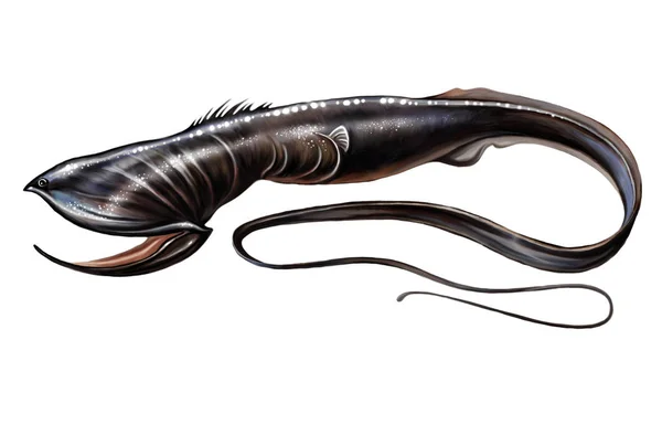 Ryby Głębinowe Saccopharynx Ampullaceus Potwór Zamieszkujący Ciemne Głębie Oceaniczne Pojedyncza — Zdjęcie stockowe