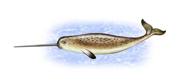 Narwhal Drawing Horn Realistic Illustration Arctic Water Mammal Isolated White — Stock Photo, Image