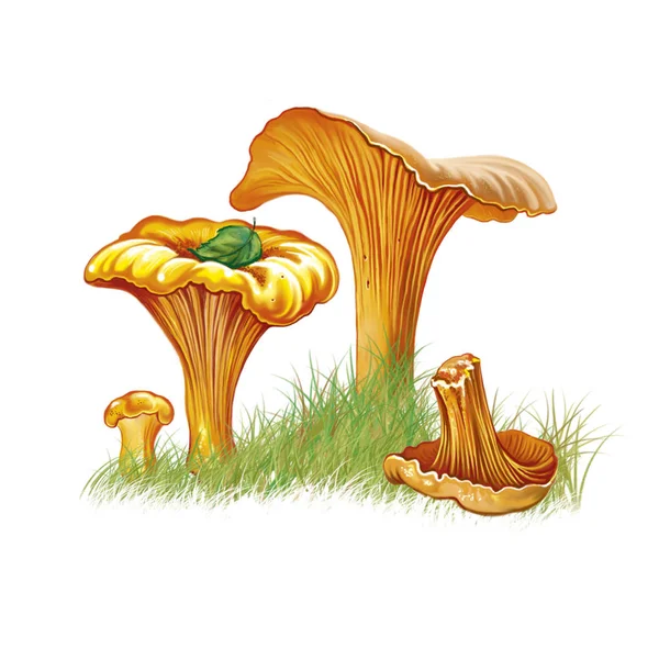 Desenho Realista Cogumelos Chanterelle Ilustração Para Enciclopédia Imagem Isolada Sobre — Fotografia de Stock