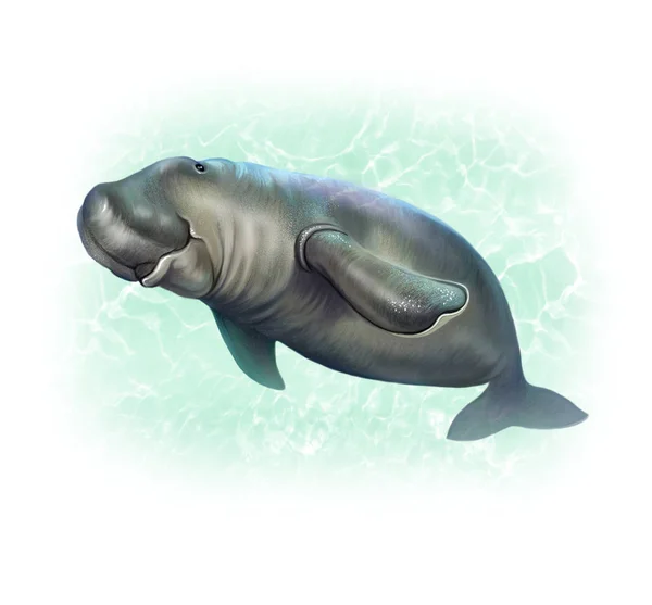 Realistic Drawing Dugong Sea Animal Encyclopedia Aquatic Mammal Isolated Illustration — Stock Photo, Image