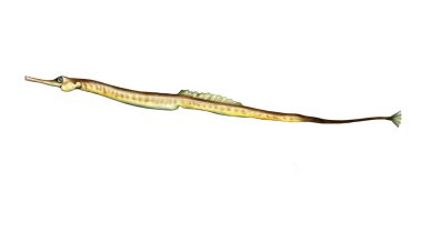 Balık singnathus typhle 'ının gerçekçi çizimi, bilimsel ansiklopedi için illüstrasyon, beyaz arka planda izole edilmiş illüstrasyon