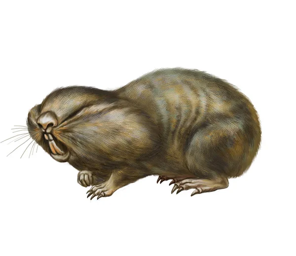 Realistic Drawing Mole Rat Illustration Rare Spalax Animal Encyclopedia Isolated — Stock Photo, Image