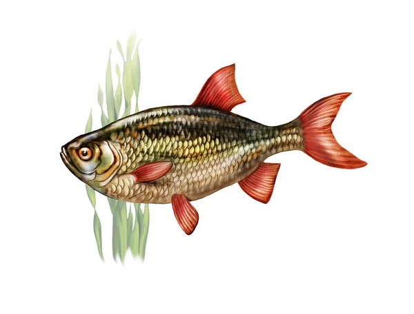 Rudd Balığı Gerçekçi Çizimi Deniz Ansiklopedisi Çizimi Beyaz Arka Planda — Stok fotoğraf