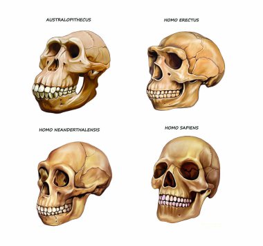 İnsan kafatası evrimi: Australopithecus, Homo erectus, Neanderthal ve Homo sapiens, ansiklopedi için çizimler, beyaz arkaplanda izole edilmiş gerçekçi çizimler.