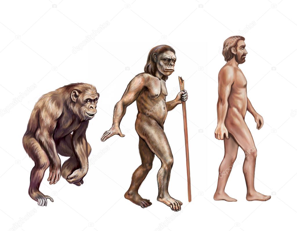 Human evolution: monkey, Australopithecus and homo sapiens, realistic drawing, illustration for encyclopedia, isolated on white background