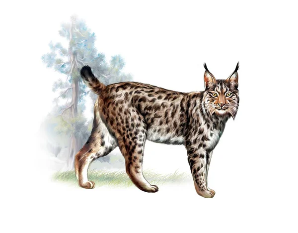 Lince Bosque Dibujo Realista Ilustración Para Enciclopedia Animal Aislado Sobre —  Fotos de Stock