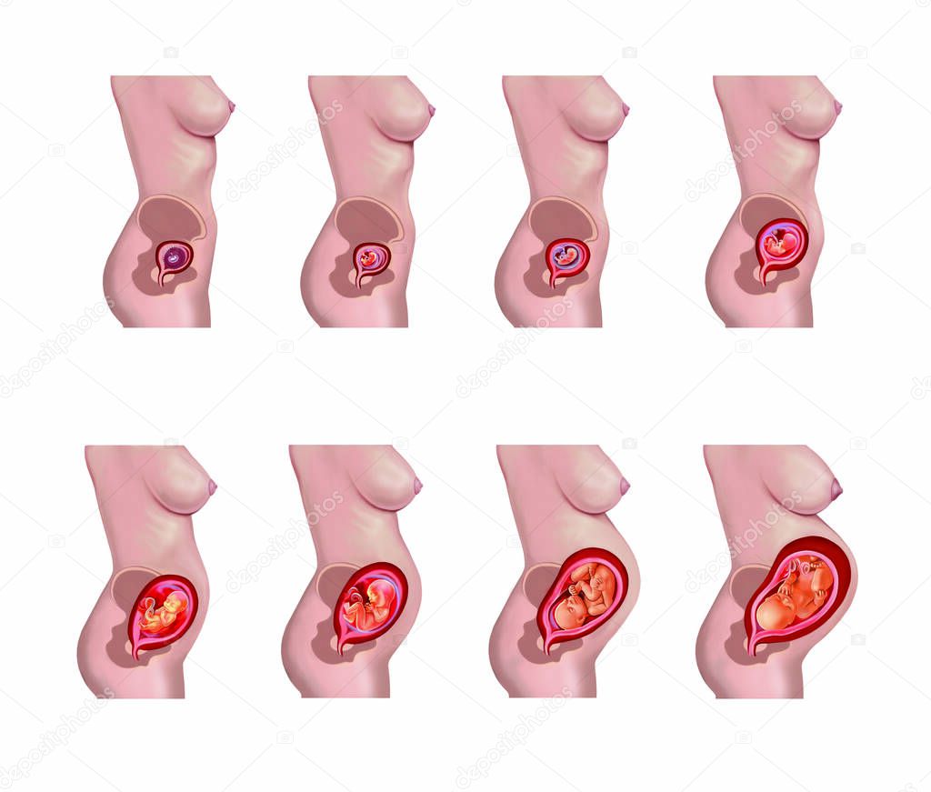 Intrauterine development of human embryo, fetal growth, location of fetus in woman uterus during pregnancy, isolated illustration on white background