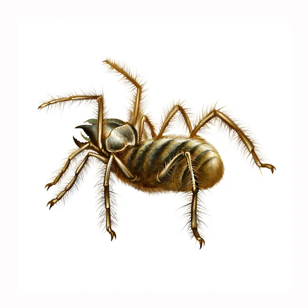 有毒骆驼蜘蛛Solifugae 逼真的图画 动物百科全书图解 白色背景隔离 — 图库照片