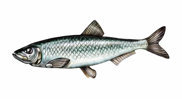Clupeonella Balığının Gerçekçi Çizimi Ansiklopedinin Çizimi Beyaz Arka Planda Izole — Stok fotoğraf