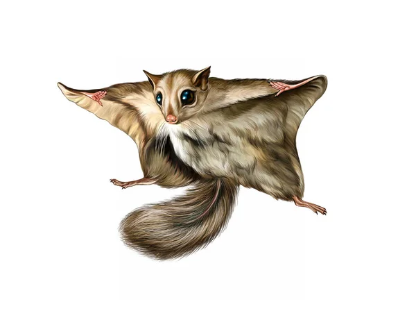 Flying Squirrel Realistic Drawing Amazing Animal Illustration Encyclopedia Isolated Character — Stock Photo, Image