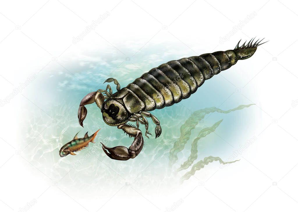 Pterynotus preying on acanthodes in depths of ocean, Paleozoic marine animals, crustacean and fish, realistic drawing, illustration for encyclopedia, isolated characters on white background
