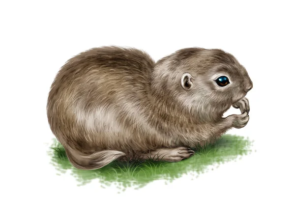 Gopher Sentado Sobre Hierba Dibujo Realista Ilustración Para Enciclopedia Carácter — Foto de Stock