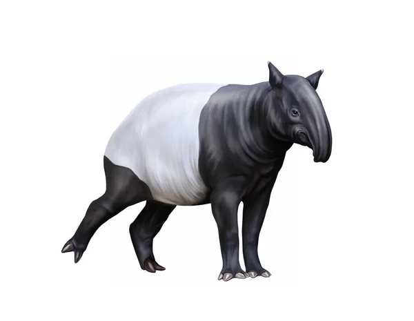 Tapirus Dibujo Realista Ilustración Para Enciclopedia Animales Tropicales Carácter Aislado —  Fotos de Stock