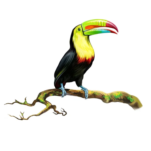 Toucan Sitting Branch Realistic Drawing Tropical Bird Large Beak Illustration — Stock Photo, Image