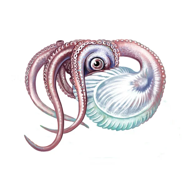 Argonauty Małż Realistyczny Rysunek Ilustracja Encyklopedii Zwierzęcia Tropikalnego Morza Oceanu — Zdjęcie stockowe