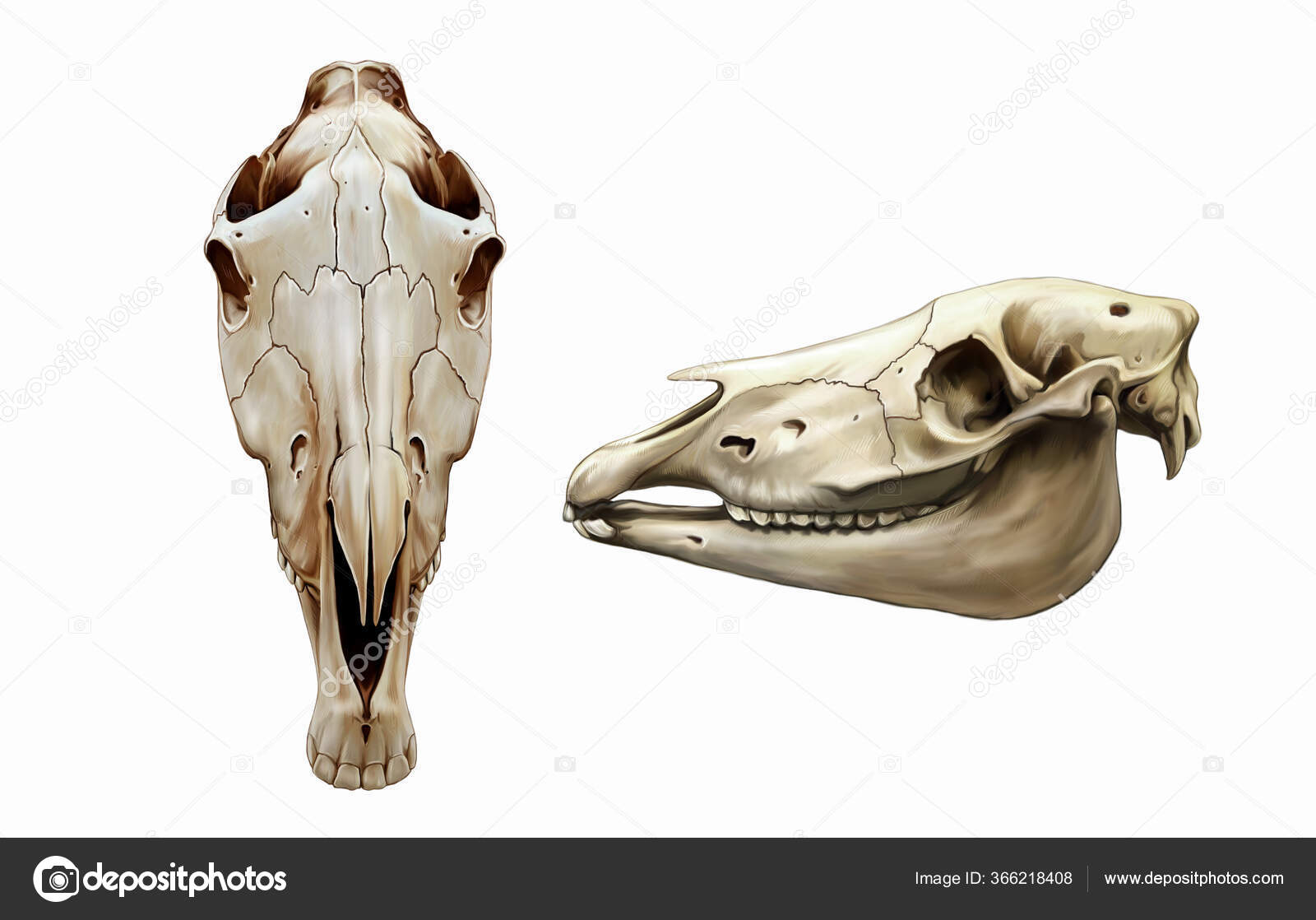 skull front profile