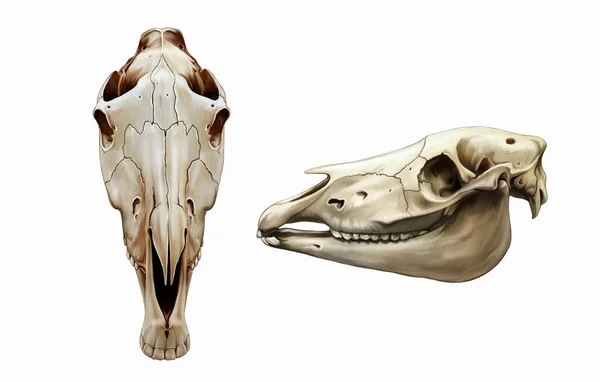 馬の頭蓋骨の正面とプロファイルでは 現実的な図面 動物百科事典のためのイラスト 白い背景に隔離された — ストック写真