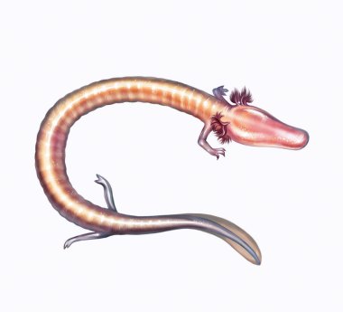 Avrupa Proteus anguinusu, gerçekçi çizim, hayvan ansiklopedisi için çizim, beyaz arka planda izole edilmiş