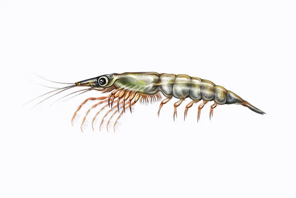 Krill Dessin Réaliste Illustration Pour Encyclopédie Marine Océanique Personnage Isolé — Photo