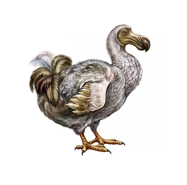 Dodo kuşu, gerçekçi çizim, ansiklopedi illüstrasyonu, soyu tükenmiş hayvan, beyaz arka planda izole edilmiş karakter.