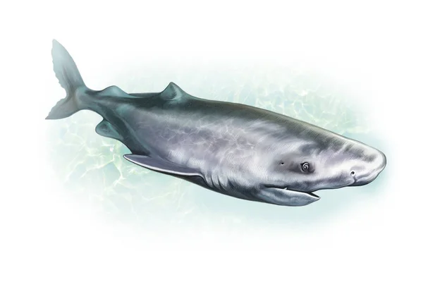 Greenland Shark Realistic Drawing Illustration Sea Ocean Encyclopedia Isolated Character — Stock Photo, Image