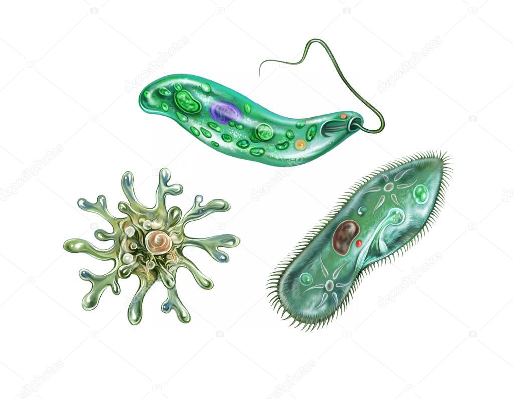 Protozoa Amoeba Proteus, Paramecium caudatum, Euglena viridis, unicellular organisms under microscope, realistic drawing, illustration for encyclopedia, isolated on white background