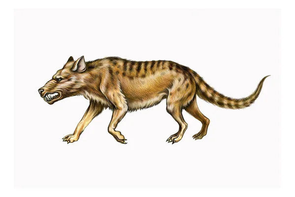 Creodonta Realistic Drawing Extinct Mammal Reconstruction Appearance Illustration Animal Encyclopedia — Stock Photo, Image