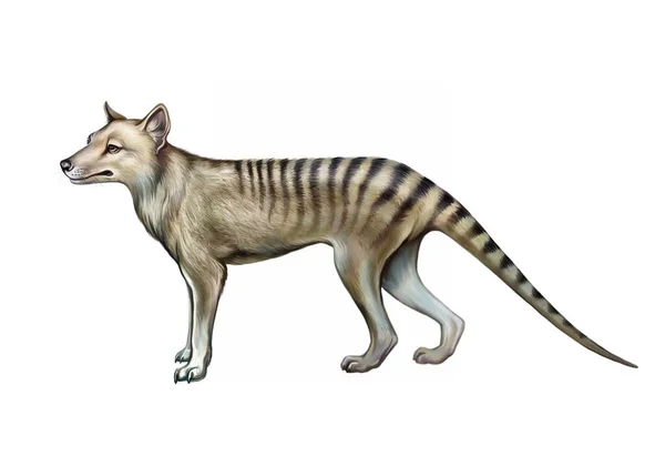 Thylacinus Lobo Marsupial Desenho Realista Ilustração Para Enciclopédia Personagem Isolado — Fotografia de Stock