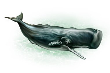 Sperm balinası (Physeter makrocephalus), beyaz arka planda izole edilmiş gerçekçi illüstrasyon