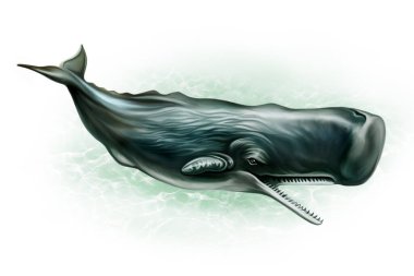 Sperm whale (Physeter macrocephalus), realistic illustration, isolated on white background clipart