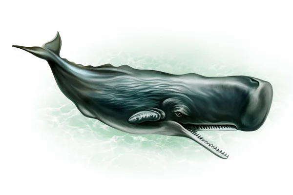 Sperm balinası (Physeter makrocephalus), beyaz arka planda izole edilmiş gerçekçi illüstrasyon