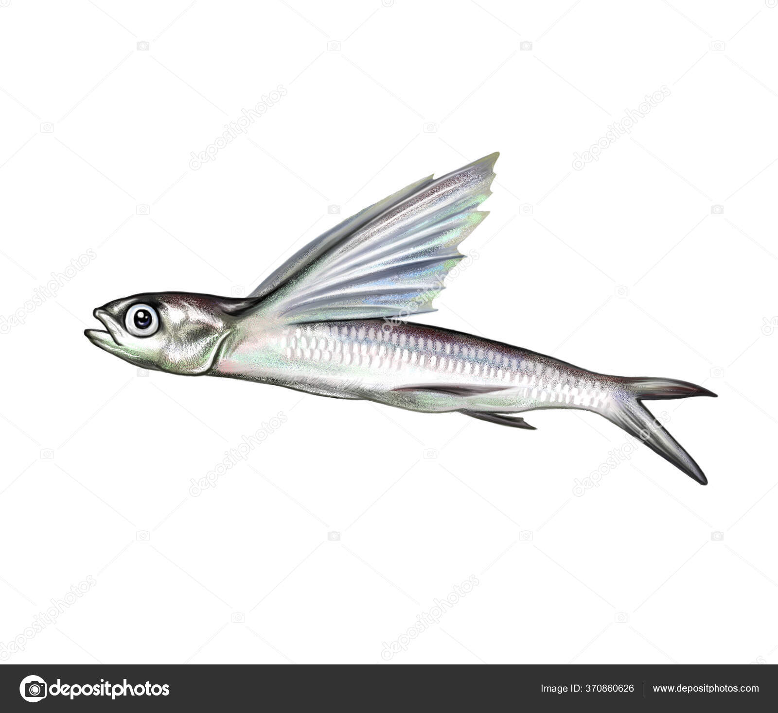 Flying Fish Exocoetidae Flight Realistic Drawing Illustration Encyclopedia  Inhabitants Sea Stock Photo by ©Liliya.Butenko 370860626
