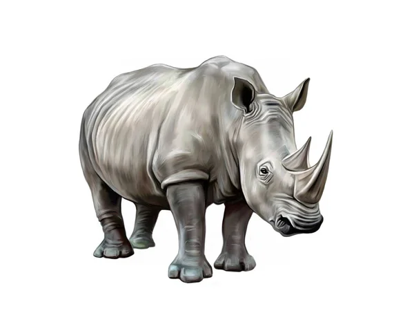 Rhinocéros Blanc Ceratotherium Simum Dessin Réaliste Illustration Pour Encyclopédie Animaux — Photo