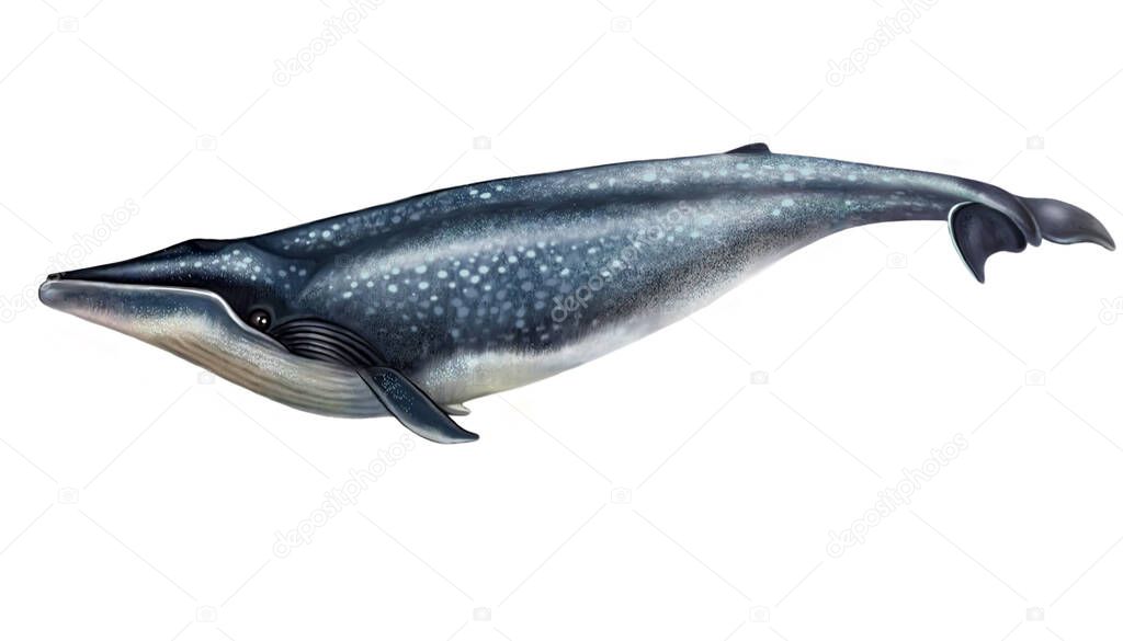 Blue whale drawing, isolated illustration on white background