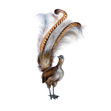 Lyrebird (Menura), gerçekçi çizim, Avustralya hayvan ansiklopedisi için illüstrasyon, beyaz arka planda izole edilmiş görüntü