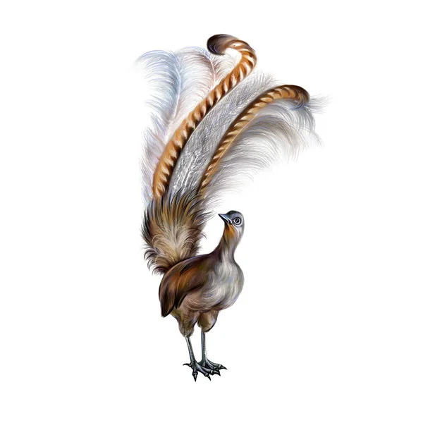 Lyrebird Menura 现实的图画 澳大利亚动物百科全书的插图 白色背景上的孤立图像 — 图库照片