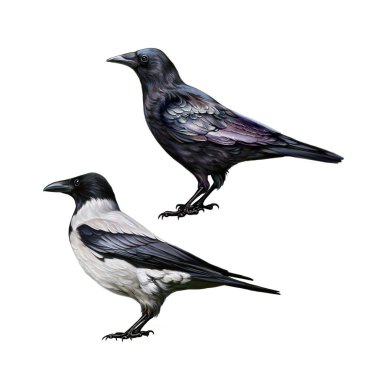 Gri karga (Corvus cornix) ve siyah karga (Corvus corone), karşılaştırmalı gerçekçi çizim, kuş ansiklopedisi için illüstrasyon, beyaz arkaplanda izole görüntü